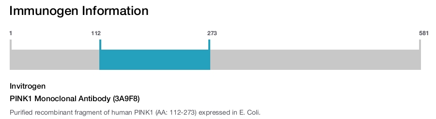 PINK1 Monoclonal Antibody (3A9F8)