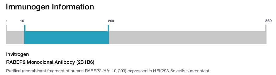 RABEP2 Monoclonal Antibody (2B1B6)