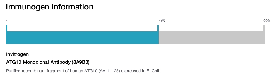 ATG10 Monoclonal Antibody (8A9B3)