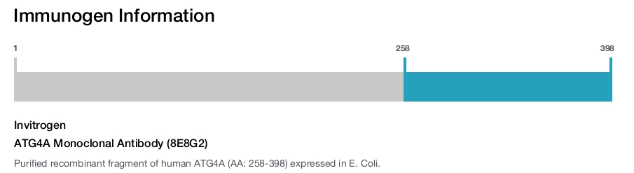 ATG4A Monoclonal Antibody (8E8G2)