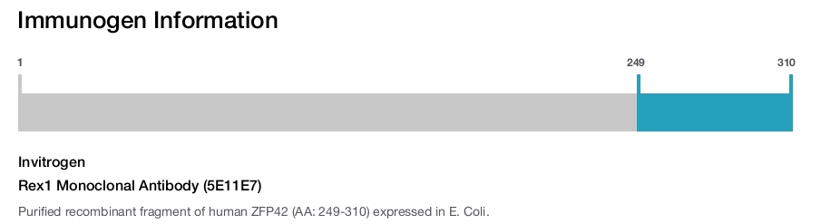 Rex1 Monoclonal Antibody (5E11E7)