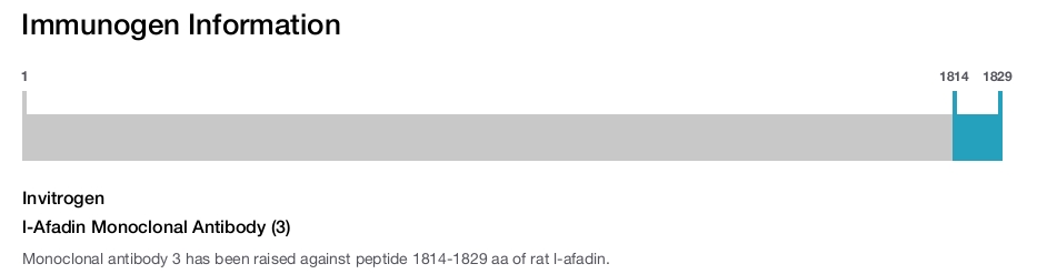 l-Afadin Monoclonal Antibody (3)