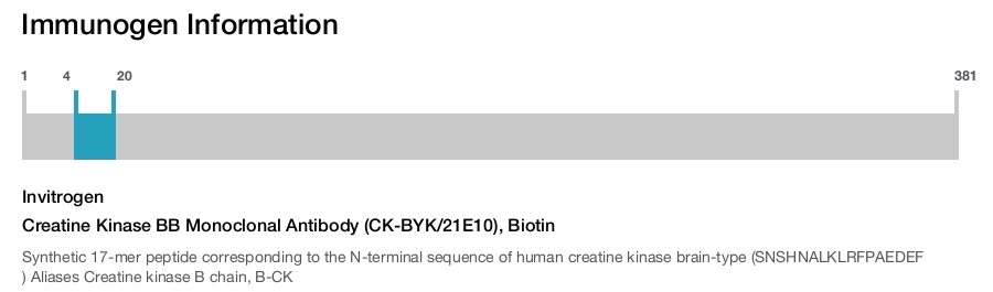 Creatine Kinase BB Monoclonal Antibody (CK-BYK/21E10), Biotin