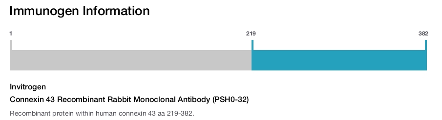 Connexin 43 Recombinant Rabbit Monoclonal Antibody (PSH0-32)