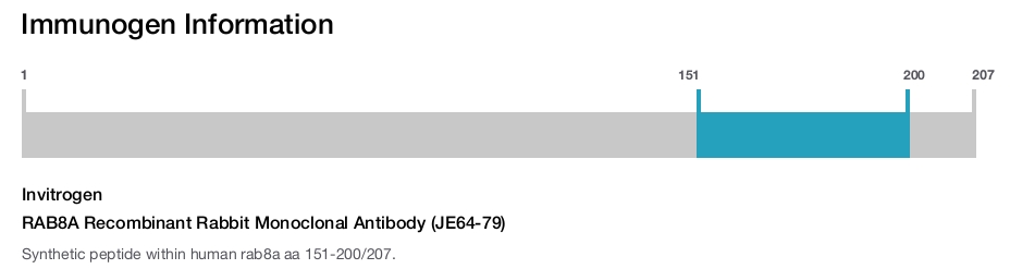 RAB8A Recombinant Rabbit Monoclonal Antibody (JE64-79)
