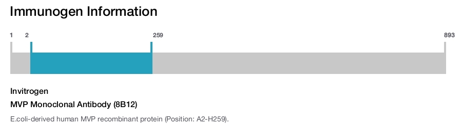 MVP Monoclonal Antibody (8B12)