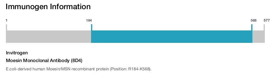Moesin Monoclonal Antibody (8D4)