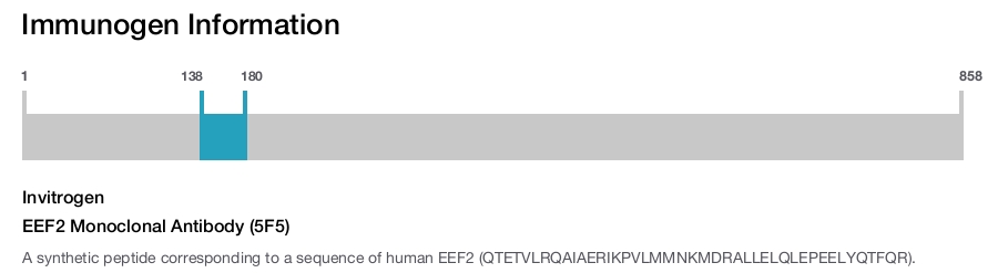 EEF2 Monoclonal Antibody (5F5)