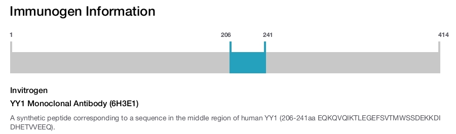 YY1 Monoclonal Antibody (6H3E1)