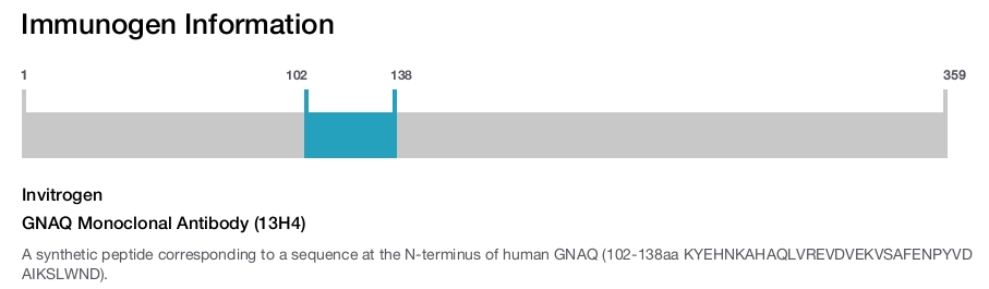 GNAQ Monoclonal Antibody (13H4)