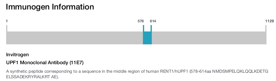 UPF1 Monoclonal Antibody (11E7)