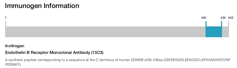 Endothelin B Receptor Monoclonal Antibody (15C3)
