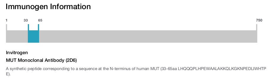 MUT Monoclonal Antibody (2D6)