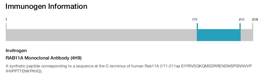 RAB11A Monoclonal Antibody (4H9)