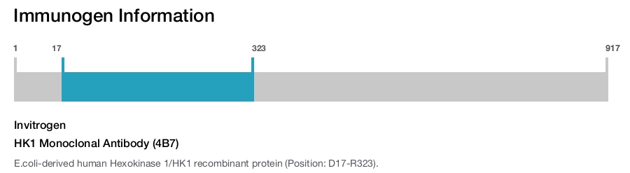 HK1 Monoclonal Antibody (4B7)