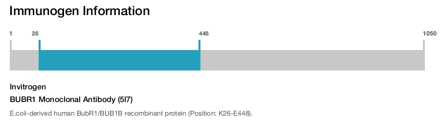BUBR1 Monoclonal Antibody (5I7)