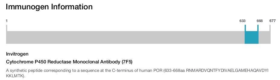 Cytochrome P450 Reductase Monoclonal Antibody (7F5)