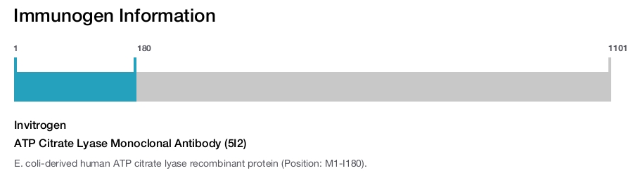 ATP Citrate Lyase Monoclonal Antibody (5I2)
