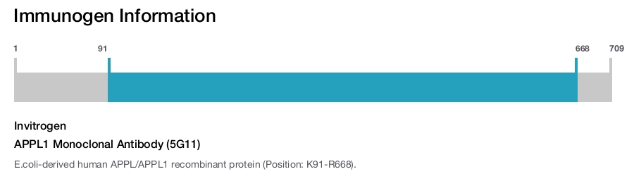 APPL1 Monoclonal Antibody (5G11)