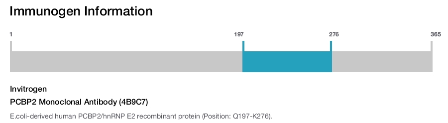 PCBP2 Monoclonal Antibody (4B9C7)