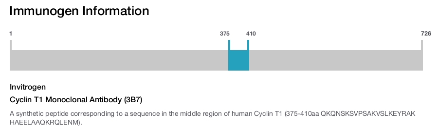 Cyclin T1 Monoclonal Antibody (3B7)