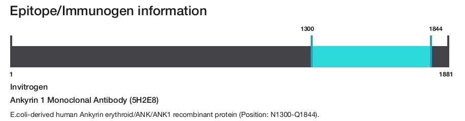 Ankyrin 1 Monoclonal Antibody (5H2E8)