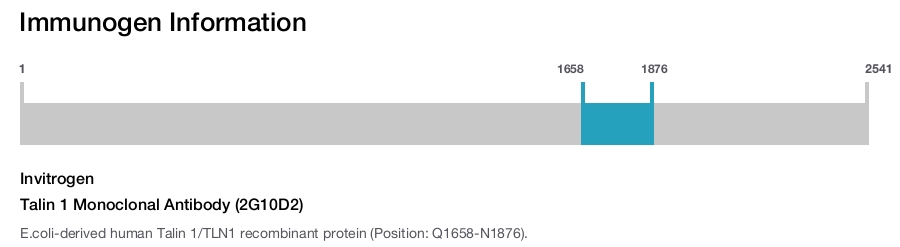 Talin 1 Monoclonal Antibody (2G10D2)