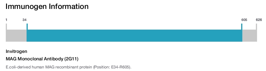 MAG Monoclonal Antibody (2G11)