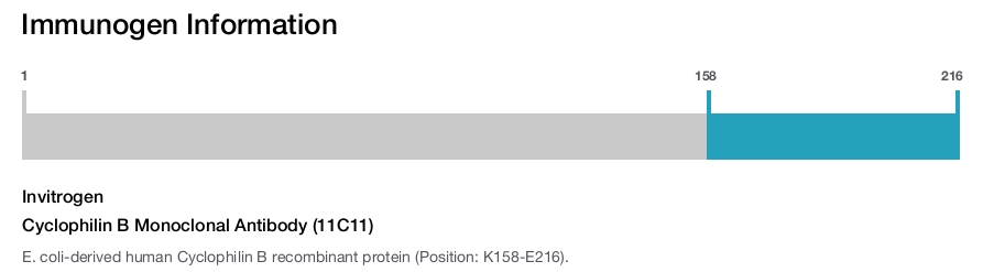 Cyclophilin B Monoclonal Antibody (11C11)
