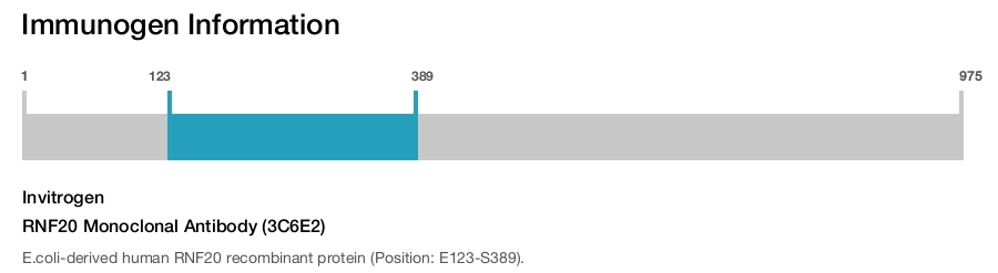 RNF20 Monoclonal Antibody (3C6E2)