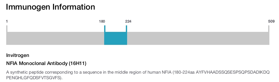 NFIA Monoclonal Antibody (16H11)