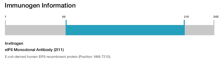eIF6 Monoclonal Antibody (2I11)