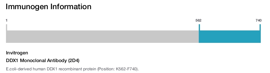 DDX1 Monoclonal Antibody (2D4)