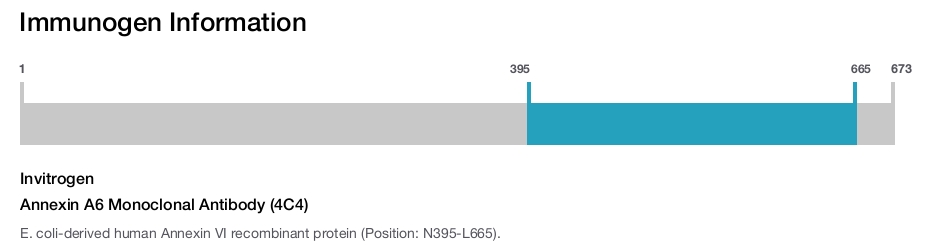 Annexin A6 Monoclonal Antibody (4C4)