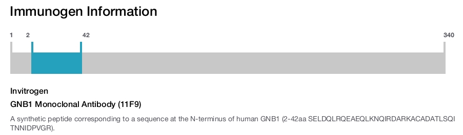 GNB1 Monoclonal Antibody (11F9)