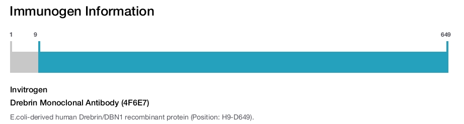 Drebrin Monoclonal Antibody (4F6E7)