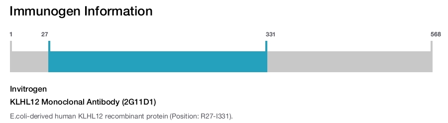 KLHL12 Monoclonal Antibody (2G11D1)