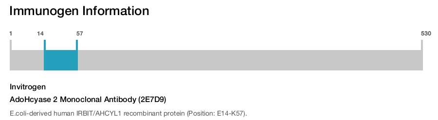 AdoHcyase 2 Monoclonal Antibody (2E7D9)
