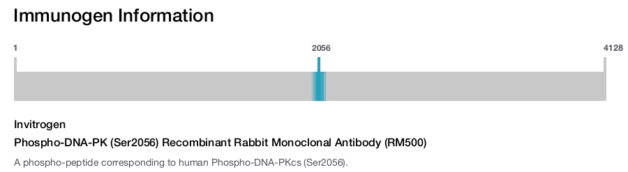 Phospho-DNA-PK (Ser2056) Recombinant Rabbit Monoclonal Antibody (RM500)