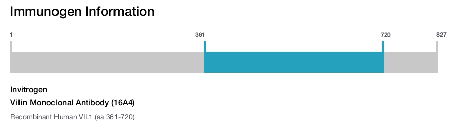 Villin Monoclonal Antibody (16A4)