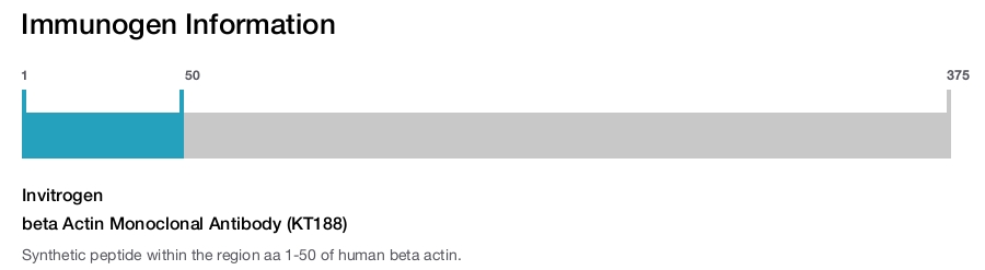 beta Actin Monoclonal Antibody (KT188)