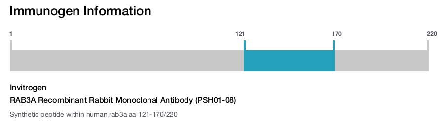 RAB3A Recombinant Rabbit Monoclonal Antibody (PSH01-08)