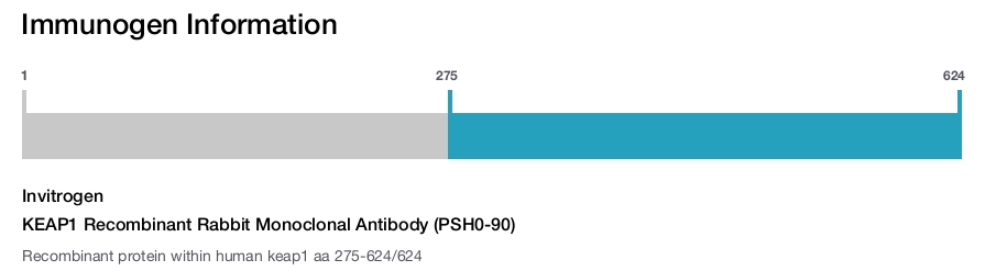 KEAP1 Recombinant Rabbit Monoclonal Antibody (PSH0-90)