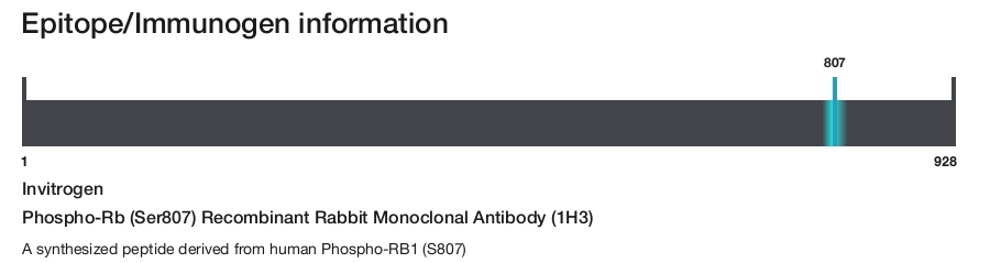 Phospho-Rb (Ser807) Recombinant Rabbit Monoclonal Antibody (1H3)