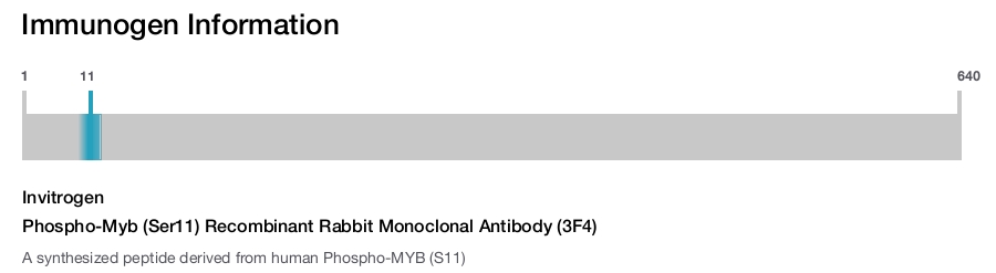 Phospho-Myb (Ser11) Recombinant Rabbit Monoclonal Antibody (3F4)