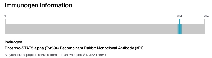 Phospho-STAT5 alpha (Tyr694) Recombinant Rabbit Monoclonal Antibody (3F1)