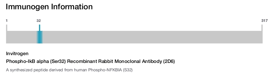 Phospho-IkB alpha (Ser32) Recombinant Rabbit Monoclonal Antibody (2D6)