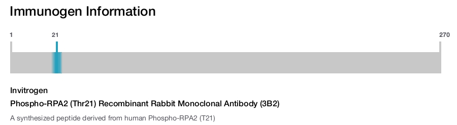Phospho-RPA2 (Thr21) Recombinant Rabbit Monoclonal Antibody (3B2)