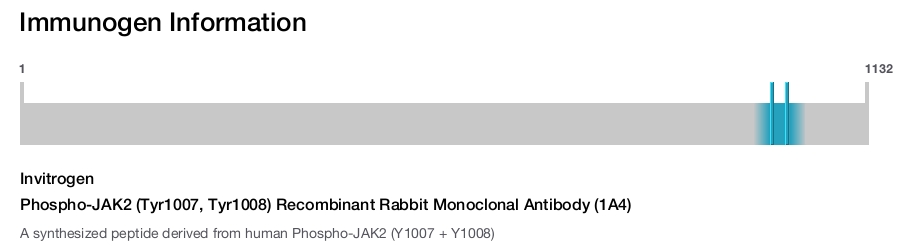 Phospho-JAK2 (Tyr1007, Tyr1008) Recombinant Rabbit Monoclonal Antibody (1A4)