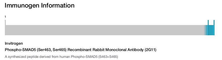 Phospho-SMAD5 (Ser463, Ser465) Recombinant Rabbit Monoclonal Antibody (2G11)